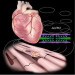 a-new-therapeutic-targ
