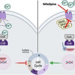 calcium-channel-inhibi