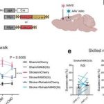 researchers-report-the-3