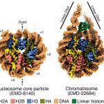 1-s2.0-S1874939922000669-gr2