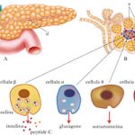 MEDICINA_pancreas_fig_vol2_017130_001