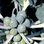 brussels-sprouts