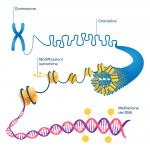 mutagens-metilazione-del-DNA