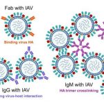 engineering-an-antibod