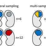 how-genes-and-imprinti (1)