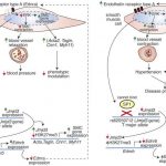 researchers-uncover-no-4
