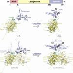 an-international-study-2