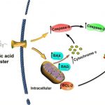 stevia-leaf-extract-ha