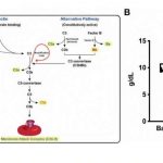 study-identifies-poten-4