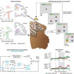 study-shows-how-brain-1