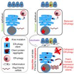 1-s2.0-S1534580725004733-fx1