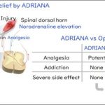 a-new-alternative-to-o