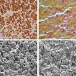 centuries-after-discov