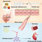 gut-microbiota-produce