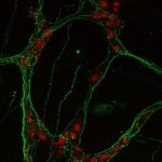 gut-neurons-help-the-b