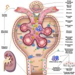 kidney-fibrosis-linked