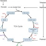 liquid-fat-treatment-o