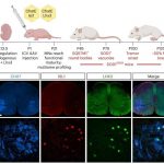 making-neurons-young-a