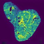 mitochondrial-antioxid