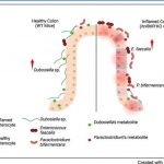 mouse-study-reveals-gu-1