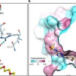 new-drug-compound-coul