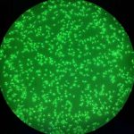 research-uncovers-why