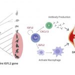 when-immune-commanders