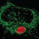 cell_mid