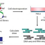 how-fast-mrna-degrades