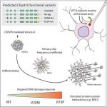 new-study-uncovers-how-2