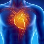 Human-Heart-Anatomy-1