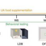 a-molecule-repairs-bra-1