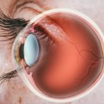 Structure,Of,Human,Eye.,In,Side,View.