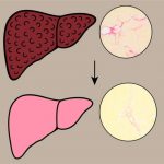 hennas-hidden-healing