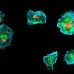 how-immune-cells-deliv