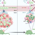immune-altering-drug-t