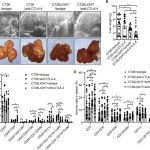 novel-immunotherapy-co