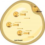 obesity-a-discovery-sh