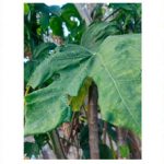 pharmaceuticals-18-01242-g001-550