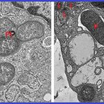 research-alert-rebalan