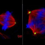 study-finds-restoring