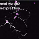 understanding-cellular-1