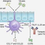 Tezepelumab-Overview