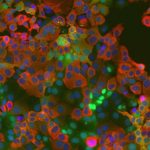 newly-discovered-host