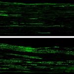 possible-therapeutic-a