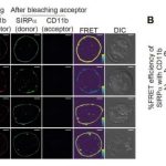why-cancer-immunothera-1