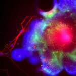 Small-Intestine-Organoid