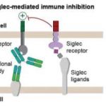 a-new-immunotherapy-ap