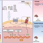 blocking-a-key-inflamm