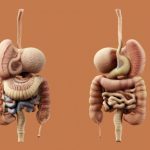 gastrointestinal-2